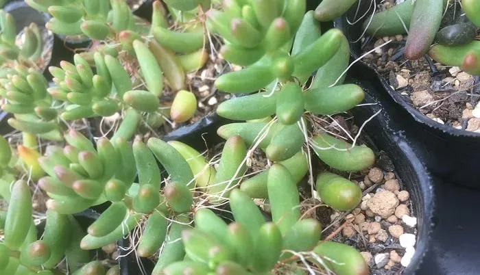 多肉植物 根っこケアの絶対決定版！驚異の成長と復活を叶える秘密テクニック